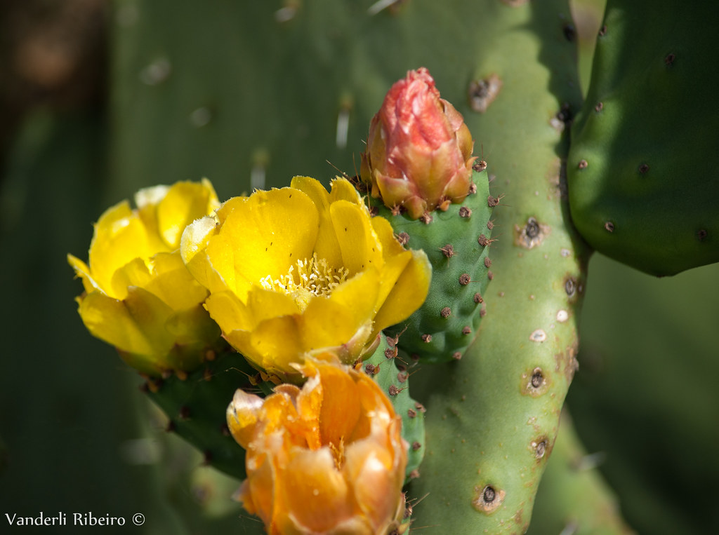 Flores de cactus | Flores de cactus são sempre surpreendente… | Flickr