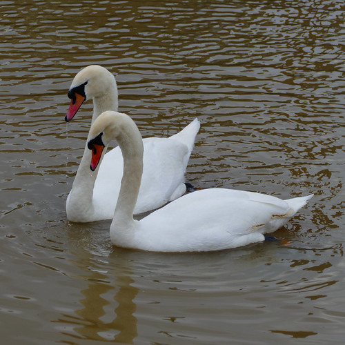 Swan courtship display, Stratford