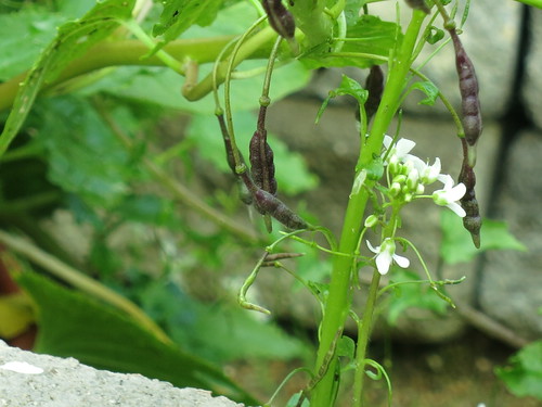 Wasabia japonica 'Mazuma' seed capsules | by meizzwang