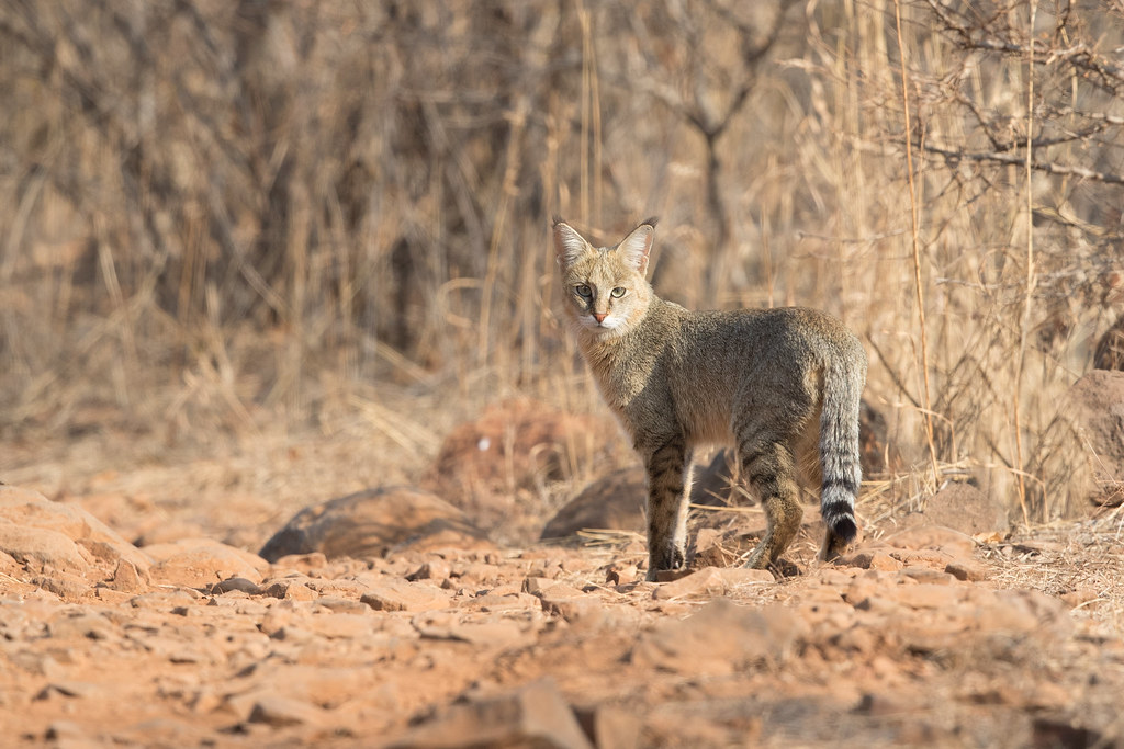 Jungle Cat | Felis chaus in Ranthambhore National Park