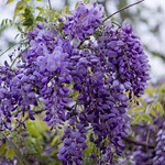 Wisteria Flowers in Spring, Oakland, California, USA