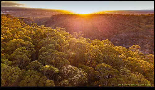 australia trees sydney 2018 bluemountains glenbrook newsouthwales au