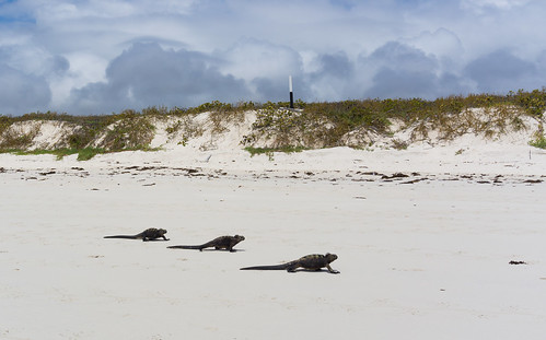 galapagos marineiguanas iguanasmarinas nature naturaleza naturallife vidanatural ecuador playatortugabay