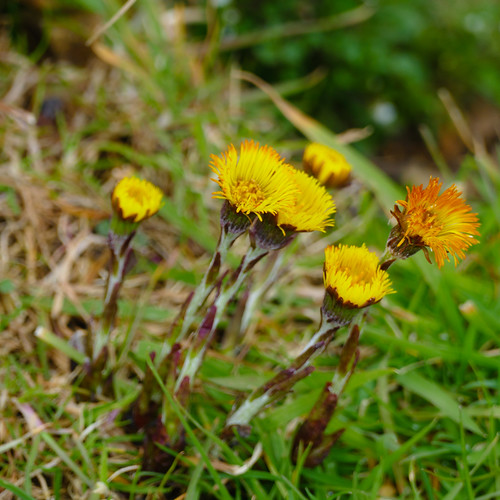 Canalside coltsfoot flowering
