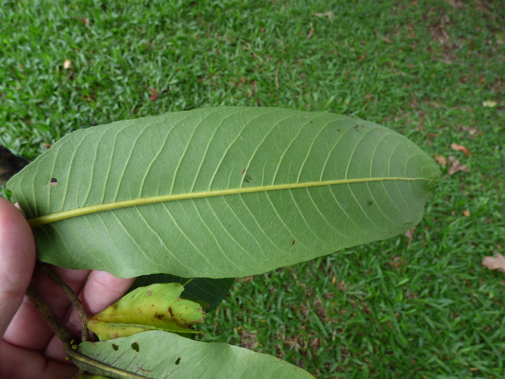 starr-180406-0757-Terminalia_arjuna-leaves-DOFAW_Arboretum_Hilo-Hawaii