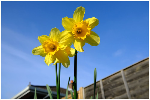 2 Daffs | by Big Al 62