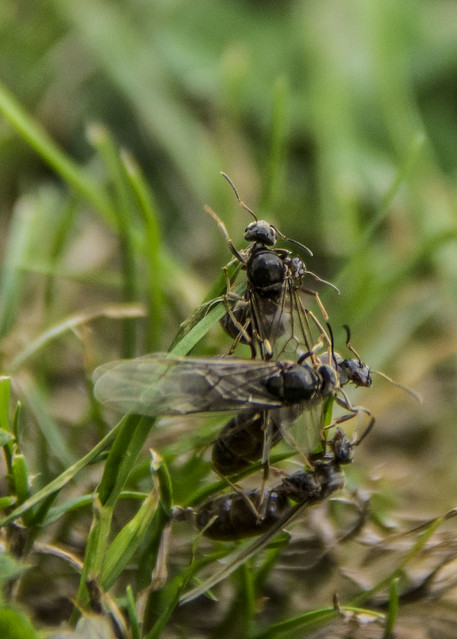 flying Ants
