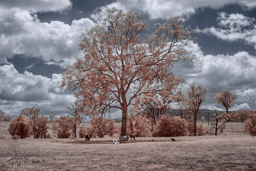 animals clouds colorinfrared cows infrared tree canoneos50d 28300mm