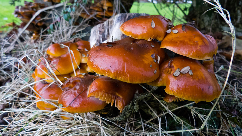 Velvet shanks on a stump