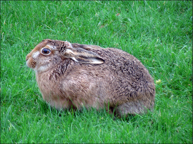 hare in cold wind