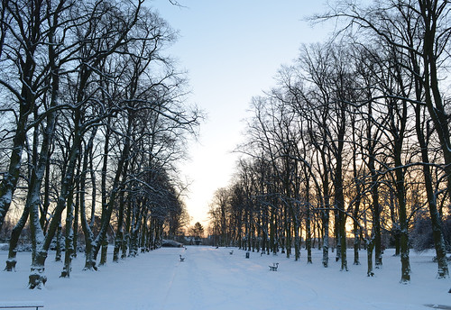 morning blue trees winter snow yellow sunrise pathway morningsnowatropnerpark