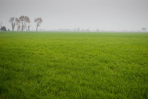 plant green nature field rural countryside wheat agriculture punjab amargarh