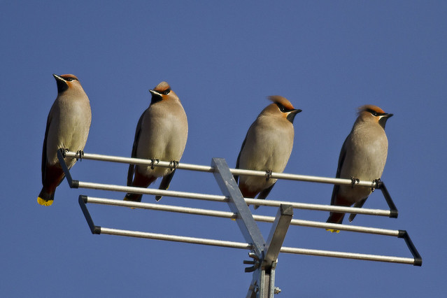 Waxwings On My Roof 2012