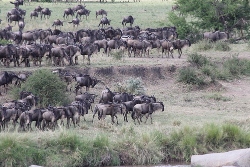 Wildebeest Migration in the Serengeti (32) | by joepyrek