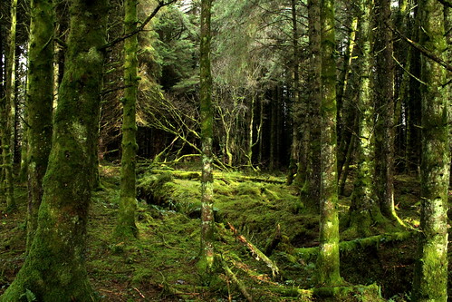 life ireland tree green forest canon eos moss spruce ulster fermanagh 600d 2013 loughnavar canoneos600d