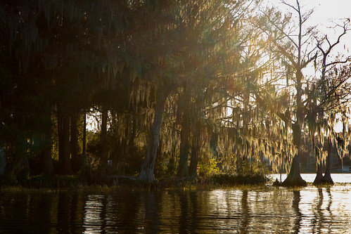 orlando-02-7 by andy.d, Sunset light passing through Spanish Moss on Oak Trees at Lake Mizellorlando oak spanishmoss