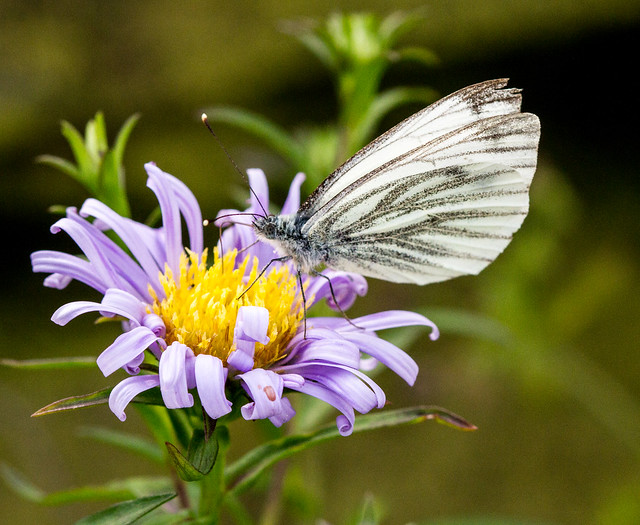 Butterfly glowing antennae