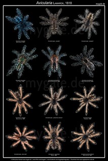 Avicularia Poster v3 (Tarantula Babys) | by mygale.de