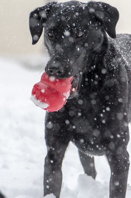 Happy doggie in the snow