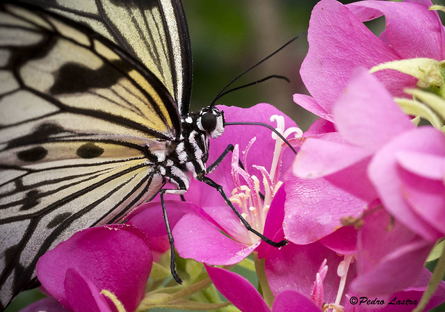 Paper Kite Butterfly feeding on Seminole Flowers. Wings of the Tropics, Fairchild Tropical Botanic Garden.