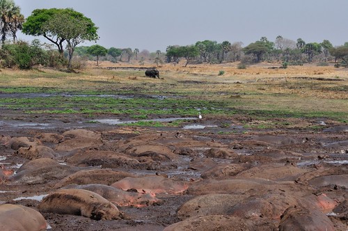Hippos coming together in last mudpools | by Rob Keulemans
