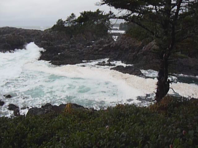 Ucluelet, BC - Wild Pacific Trail