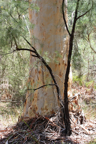 scribbly gum | by robynejay