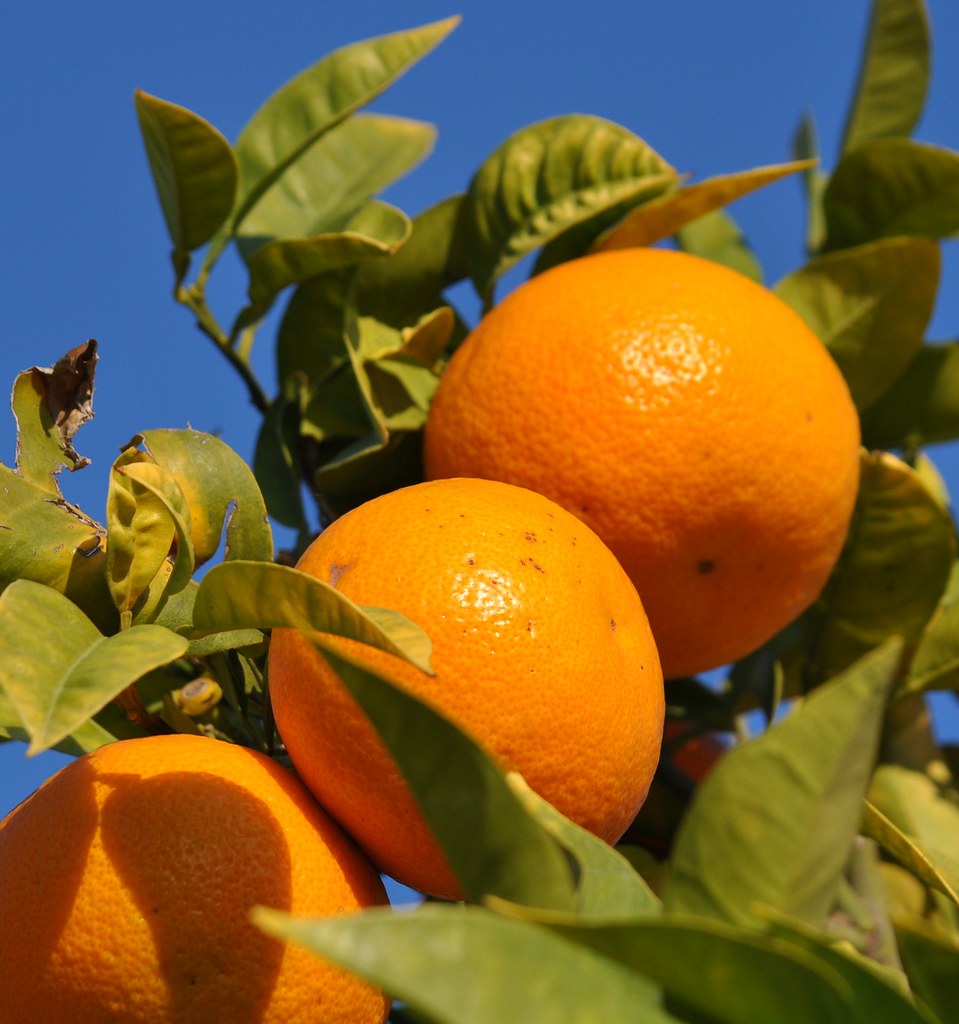 Oranges!