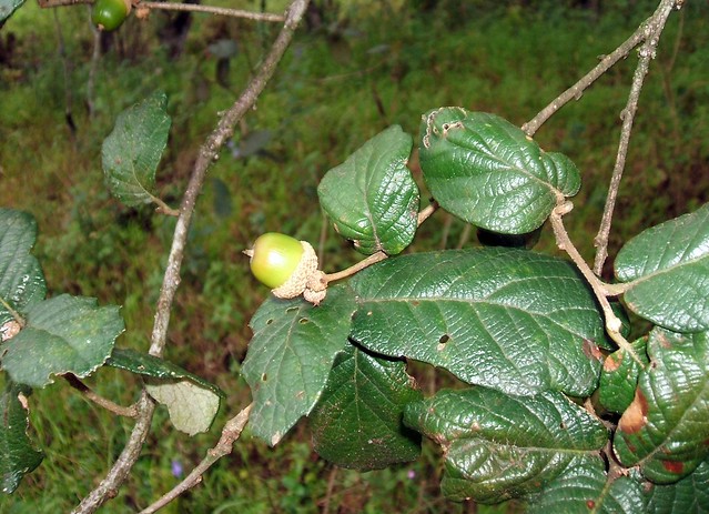 Quercus ariifolia Trel. 1924 (FAGACEAE)