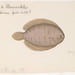 Flickr photo 'Achirus (Rio de Janeiro, Brazil, 16 June 1865)' by: The Ernst Mayr Library.