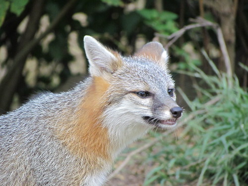 Gray fox | by brian.m.rule241