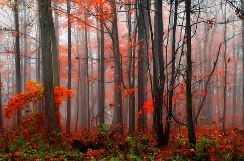 autumn red ontario canada fall fog burlington forest maple mood magic foliage bfg brucetrail gettycollection rememberthatmomentlevel4 rememberthatmomentlevel1 rememberthatmomentlevel2 rememberthatmomentlevel3 besteverdigitalphotography