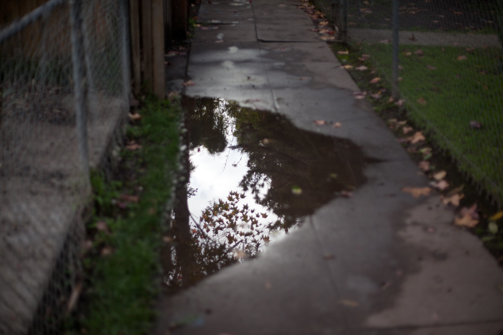 Rainwater puddle on a wet sidewalk reflecting bare tree branches and the sky.
