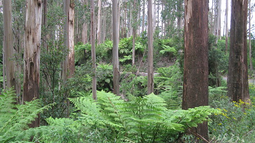 green rainforest treeferns southgippsland