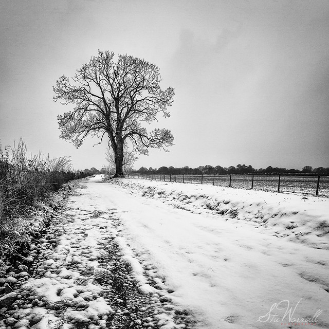 Black & White Tree in Snow