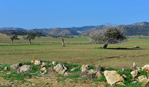 cyprus fields karpas karpasia karpasspeninsula landscape northeasterncyprus northerncyprus rizokarpasso rizokarpassoregion trees turkishoccupiedcyprus ριζοκάρπασο