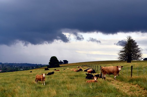 summer sky cloud storm field weather clouds rural nikon day skies cows farm australia victoria vic storms paddock gippsland warragul stunningskies d5100 nikond5100 phunnyfotos