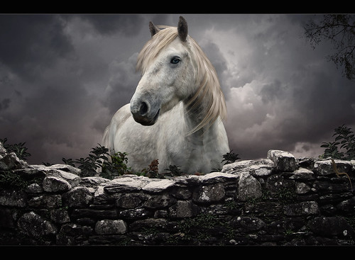Horse looking... by Takis Digital Art