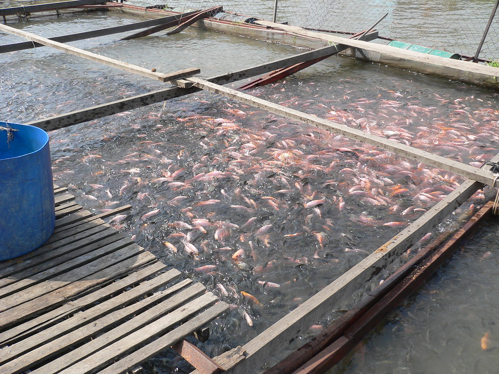 Tilapia farming in floating cages in Vietnam. Photo by Kha…
