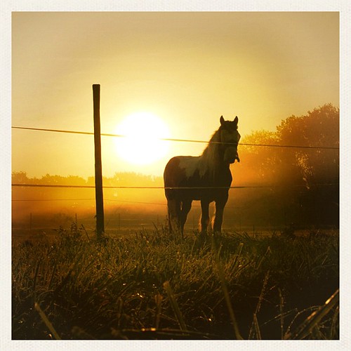horse qbro uploaded:by=flickstagram instagram:photo=243937516353448
