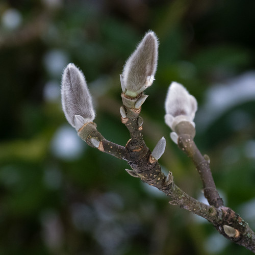 Magnolia flower buds, snow