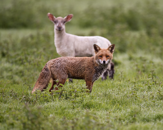 Red Fox (Vulpes vulpes) and sheep