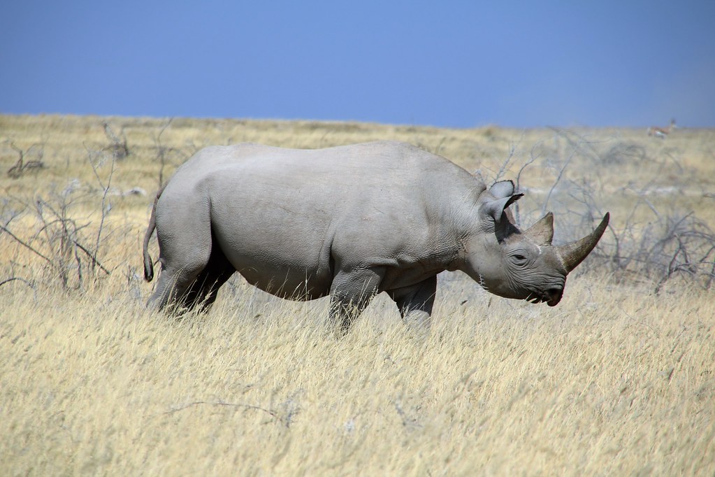 Black rhino Etosha, Namibia 20160801