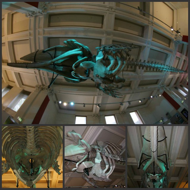 2013: Australian Museum sperm whale collage
