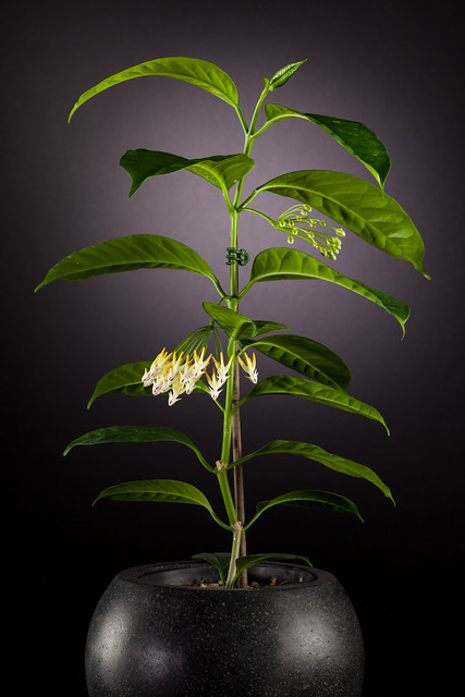 Hoya Multiflora 2055