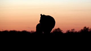 Flickr photo: Galloway Lion