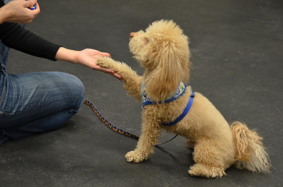 NYC Dog Trick Training Class | Poodle | Andrea Arden | Flickr