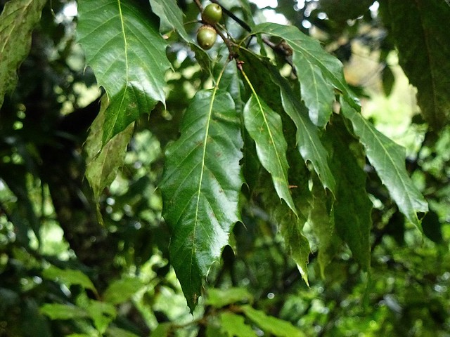 Quercus sartorii Liebm. 1854 (FAGACEAE)