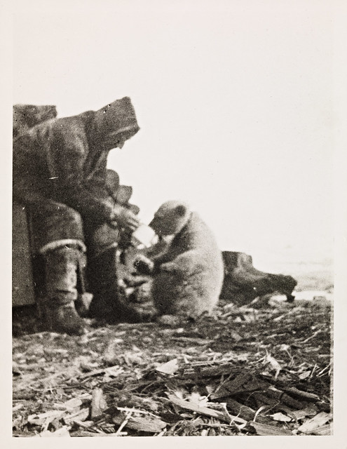 NPRA3019. Roald Amundsen mater isbjørnungen 