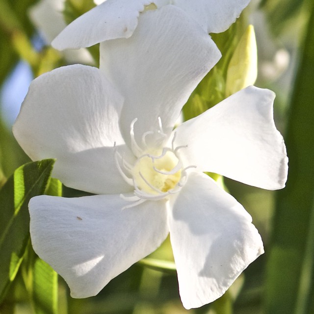 White Oleander Flower's Inner Life